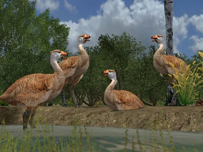 Ricostruzione di alcuni  Genyornis newtoni australiani estinti