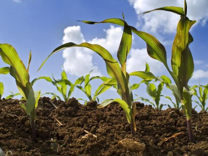 Coltivazione mais