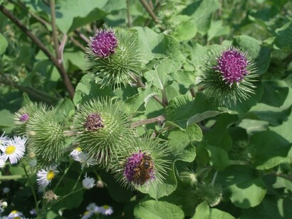 Bardana (Arctium lappa)
