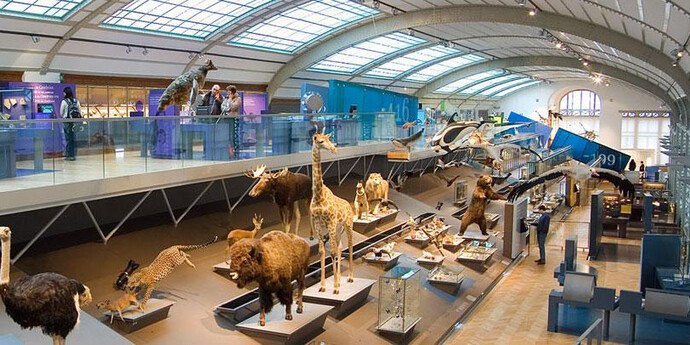Gallery of Evolution. Courtesy of Royal Belgian Institute of Natural Sciences