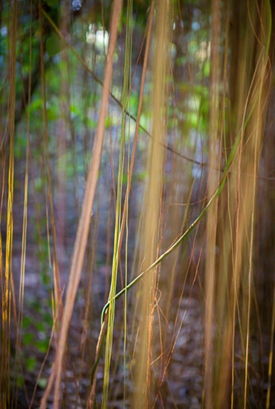 Jungle Road 12-12-14, 2012, Archival pigment print, printed 2014, 33 x 22 inches, edition of 10 © Laurie Lambrecht.