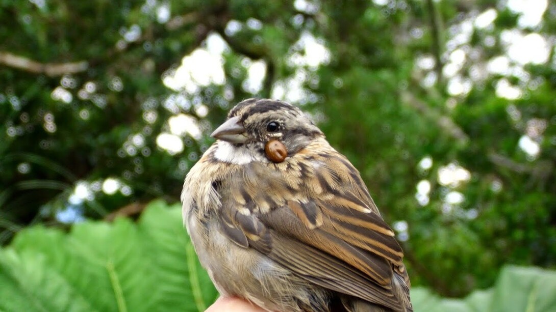 Ave en el entorno del volcán Barva con un parásito