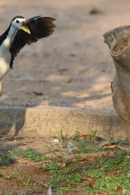 White-breasted Waterhens preparing to fight (c) Gehan de Silva Wijeyeratne