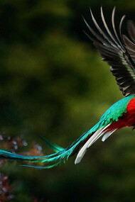 Quetzal («Pharomachrus Moccino»). Foto Ondrej Prosicky