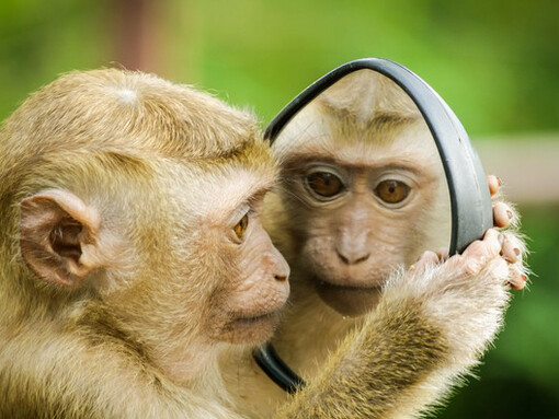 Primate che si specchia