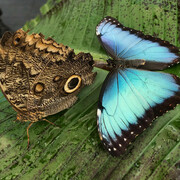 Butterflies in flight, exhibition view. Courtesy of the Canadian Museum of Nature