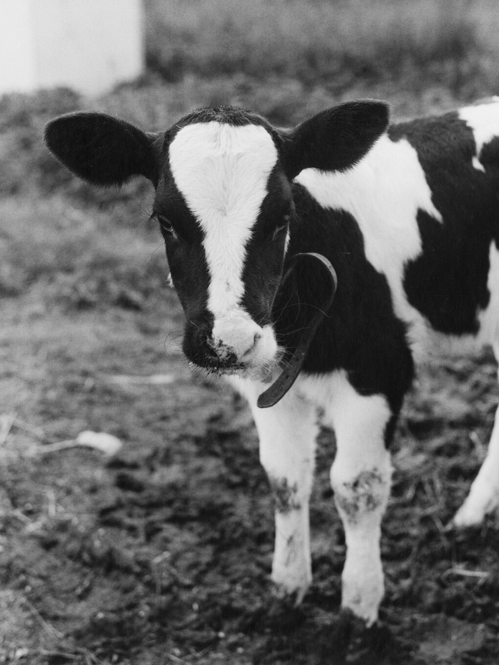 Peter Hujar, Calf, Hyrkin Farm, 1978 © The Estate of Peter Hujar, courtesy Fraenkel Gallery, San Francisco