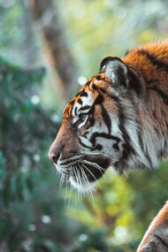 No one certainly wants to be “tiger kinged”