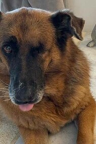 Moly in the comfort of a loving home