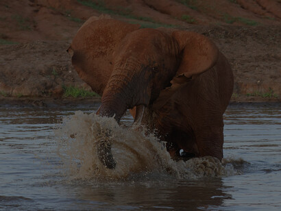 African Savanna Elephant, Tsavo West National Park (c) Gehan de Silva Wijeyeratne