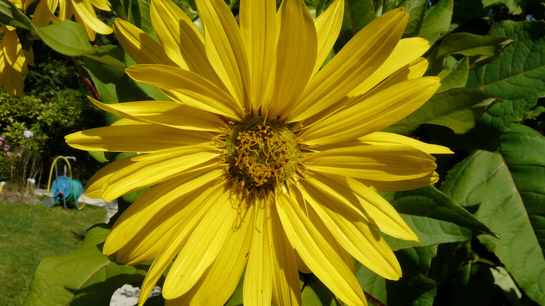 Silphium perfoliatum L.