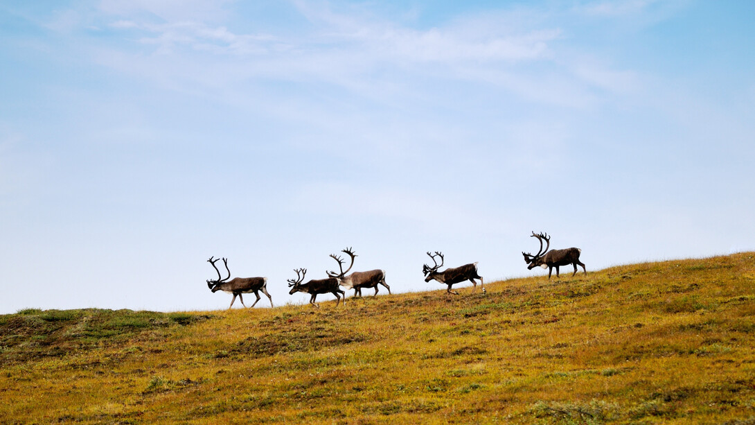 A small herd of Bull Caribou migrate across the tundra of the North slope Alaska © mlharing