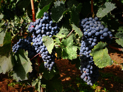 Se convertía en vino de mezcla en la producción campesina
