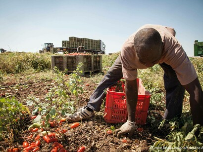 A farmworker gathering fruit and vegetables under harsh conditions for little pay