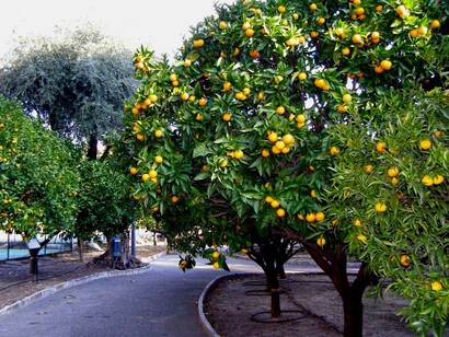 Giardino degli agrumi di Villa Pisani di Strà, Venezia