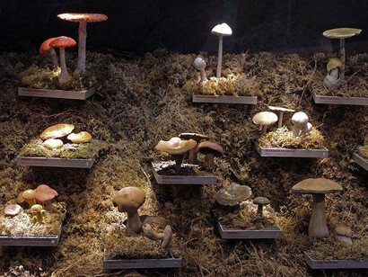 Plants and fungi of Latvia, exhibition view. Courtesy of the Latvian National Museum of Natural History