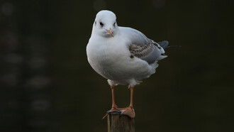 Black-headed Gull first winter © Gehan de Silva Wijeyeratne