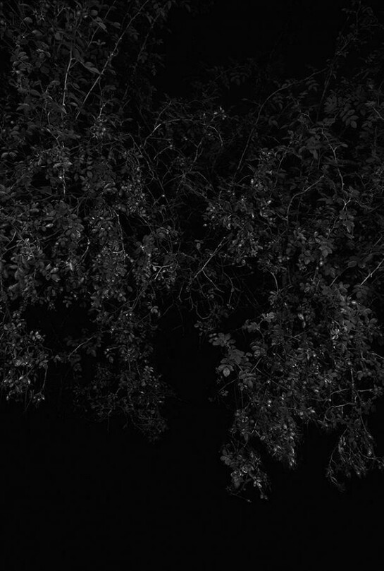 Sarah Jones, Rosehip (I), 2014, framed c-type print from black and white negative, unframed: 152 x 122 cm - 59 7/8 x 48 inches, Copyright the artist. Courtesy Maureen Paley, London