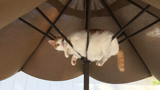 Kitty stuck in an umbrella outside
