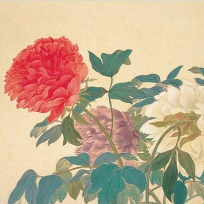 Chinese peony