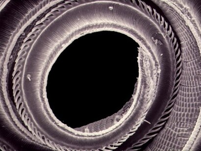 The Butterfly Conservatory. Courtesy of American Museum of Natural History