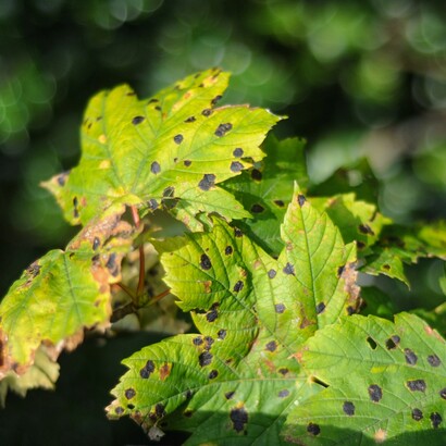 Temperature eccessive possono anche alterare lo sviluppo degli embrioni dei semi, compromettendone la corretta formazione e riducendo la capacità delle piante di riprodursi