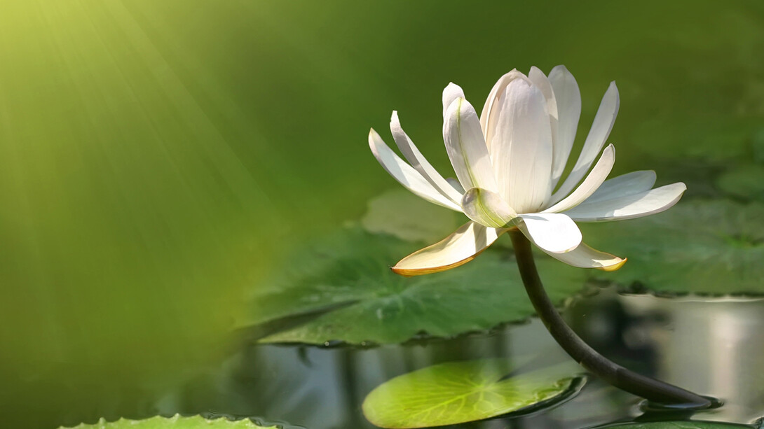 Un fiore di loto