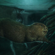 Salzach Lifeline. Courtesy of Haus der Natur 