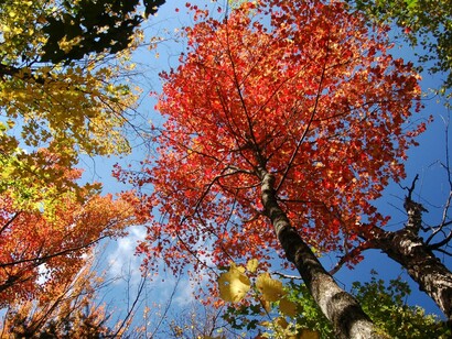 I mille colori dell'autunno