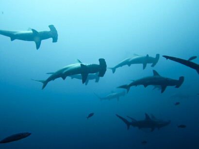Cardumen de tiburones martillo
