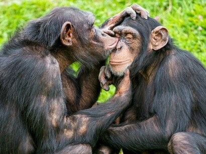 Robert Yerkes intuited that sign language could be taught to chimpanzees