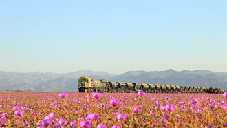 Carmen, el amor de su vida, una de las rosas de Atacama. El desierto de Atacama, el lugar más asoleado del planeta, Chile