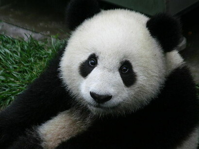 Oso Panda, reconocido por su notoria falta de capacidad de independencia comparado con el resto de los animales