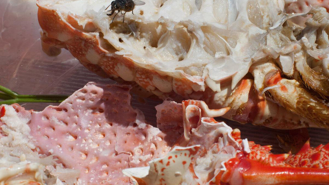 Wolfgang Tillmans, Astro crusto