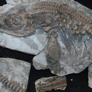 Royal Albert Memorial Museum