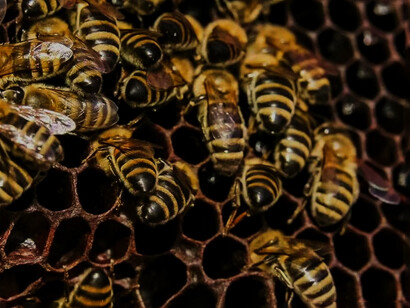 Il propoli è spesso utilizzato in soluzione alcolica