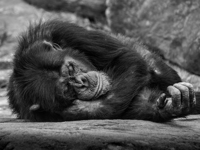 Animals very often act instinctively