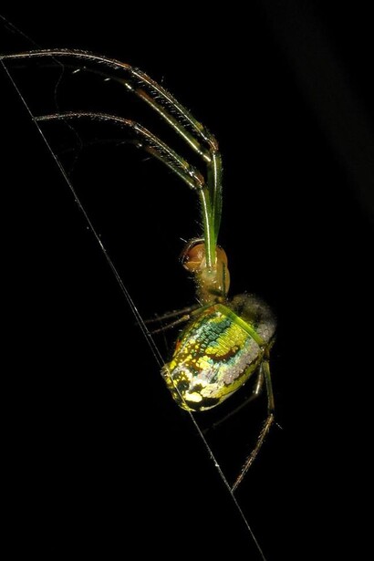 I ragni si comportano come dei predatori intelligenti, evoluti, caparbi, spietati, a volte cinici