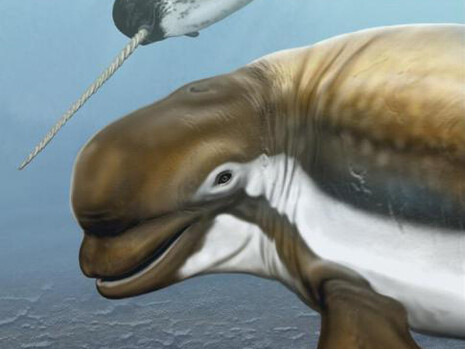 Narwhal: Revealing an Arctic Legend. Courtesy of Smithsonian's National Museum of Natural History