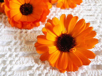 Fiori di calendula