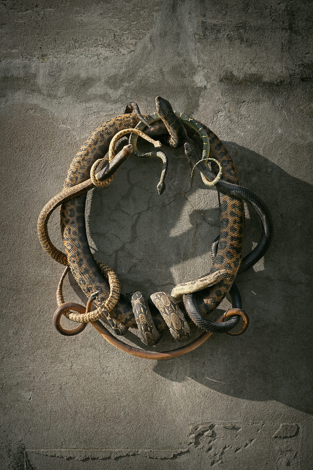 Snake Heraldry, 2014, courtesy of Sinke and van Tongeren