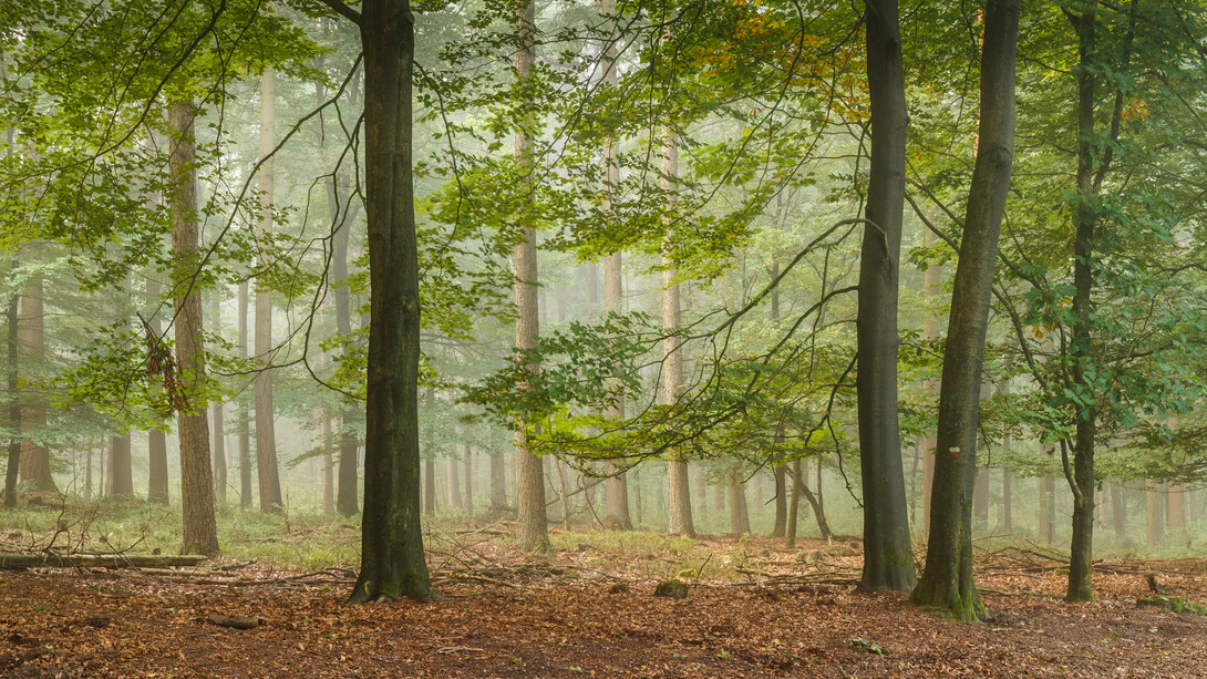 La niebla de la mañana se cierne en la Reserva Natural de Planken Wambuis, provincia de Güeldes, Países Bajos