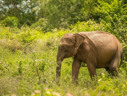 Cucciolo di elefante