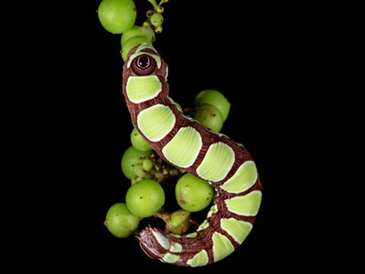 New England Caterpillars. Courtesy of Museum of Science