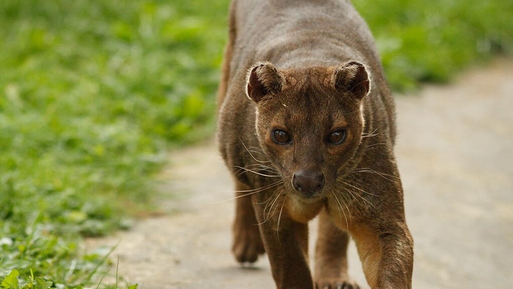 Il Fossa del Madagascar (Cryptoprocta ferox)