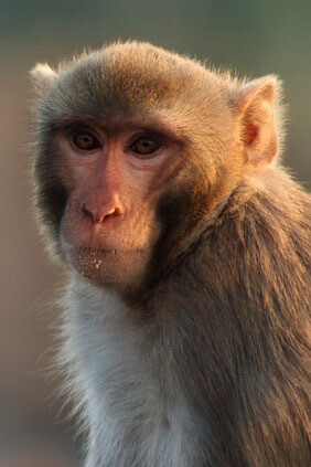 Rhesus monkey 