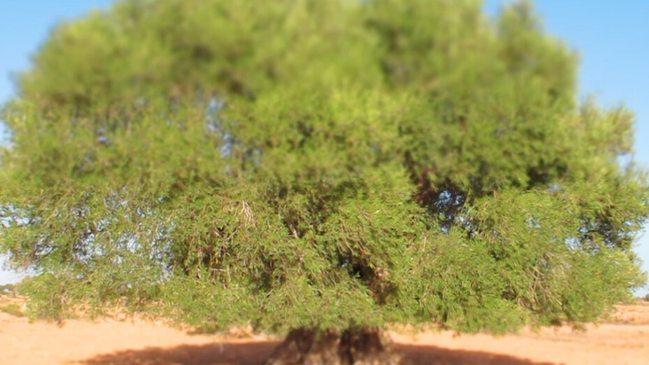 Younès Rahmoun, Zaytuna, vidéo, 2014