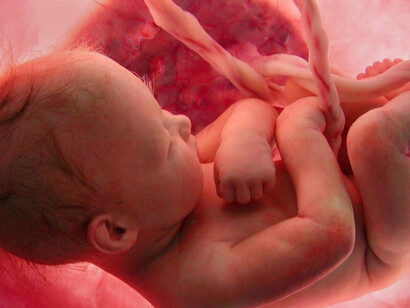 Vita prenatale
