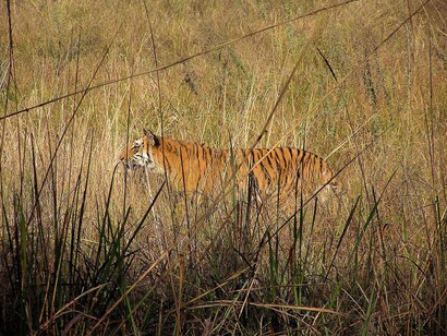 Tiger, Corbett National Park - increase in budget allocations for conservation will be wiped out by infrastructure-related destruction of wildlife habitats © Ashish Kothari