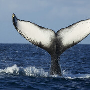 Hope for Humpbacks. Courtesy of Florida Museum of Natural History